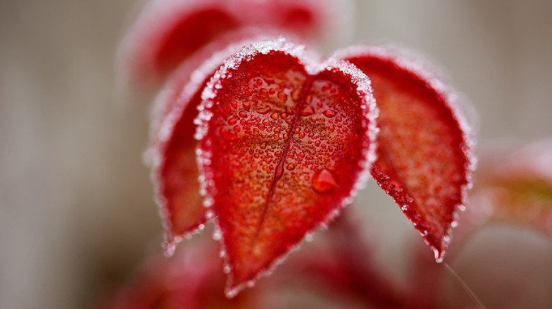 Елдің басым бөлігінде ызғар сақталып, кей өңірде үсік жүреді