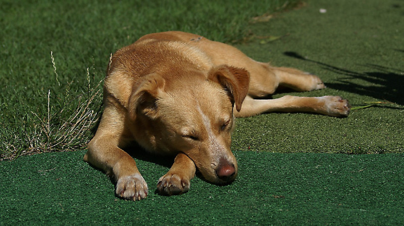 Көшеде иесіз итті сабаған адам тергеуге алынды