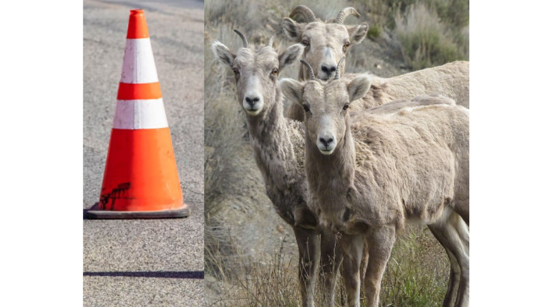 Автокөлік жолда 15 қойды қағып кетті