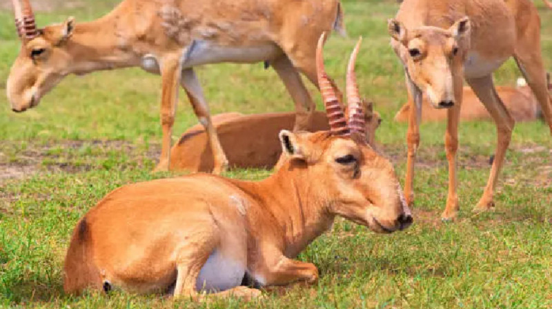 Елімізде киіктерді ату басталады