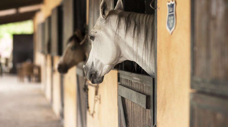Қырғызстанда Қамшы Көлбаевтың асыл тұқымды жылқылары тәркіленді