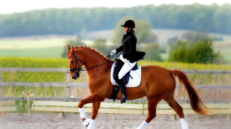 Астанада конкурдан ел чемпионаты өтеді