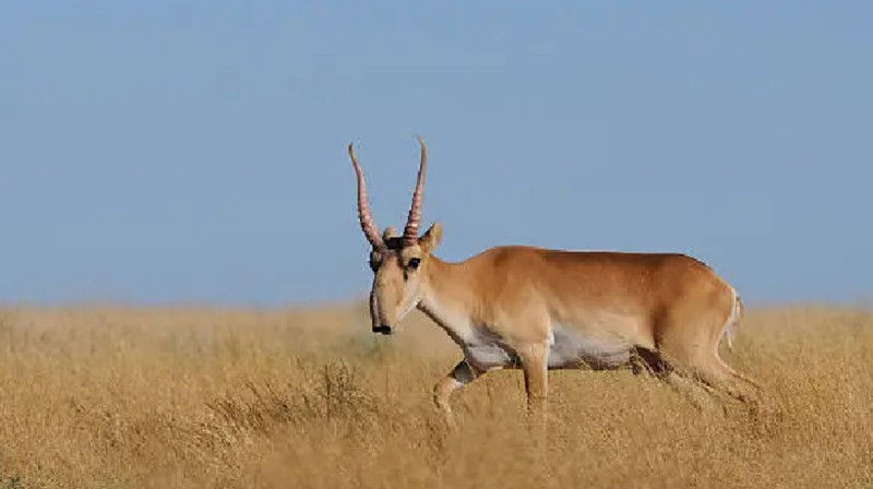 Батыс Қазақстанда киік еттері төрт комбинатқа жөнелтіліп жатыр