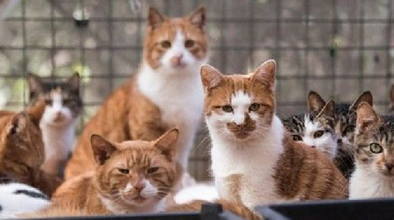 Мыңдаған мысықтың етінен кәуап істемекші болған