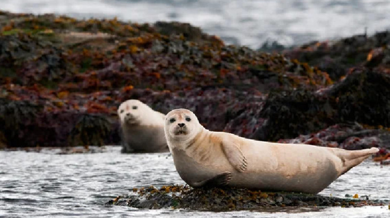 Каспий суының тартылуы мен итбалықтың қырылу себебін зерттейтін институт ашылады