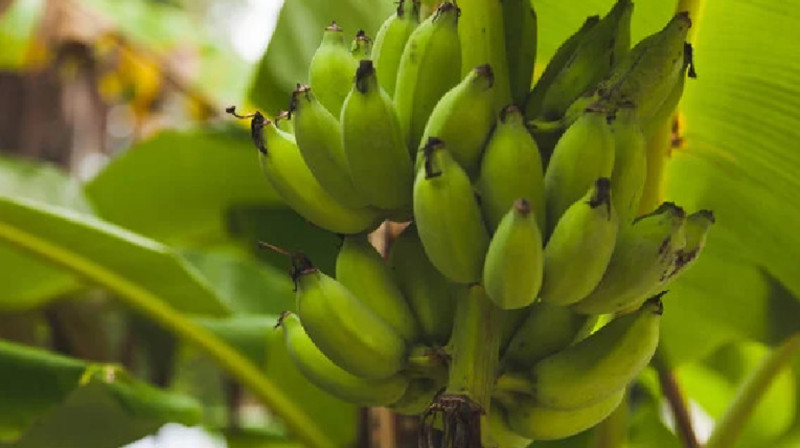 Сайрам жылыжайында банан өсіріп жатыр