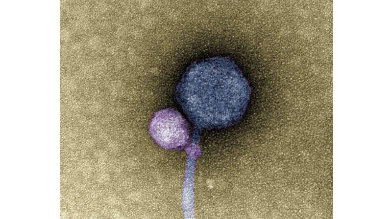 "Вирустардың “некесі". Вирустар да біреудің мойнына мініп алады екен