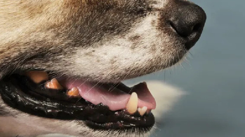 Өскеменде қызды қауып алған иттің иесі іздестіріліп жатыр