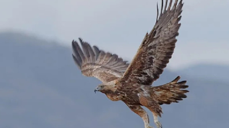 ШҚО-да құсбегілердің халықаралық фестивалі өтеді