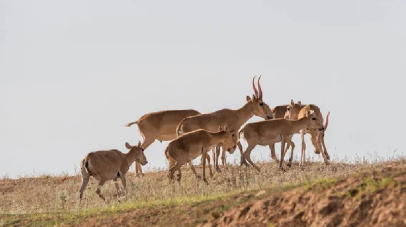 Экология министрлігі киіктердің Ресейге жаппай ауып жатқанын жоққа шығарды