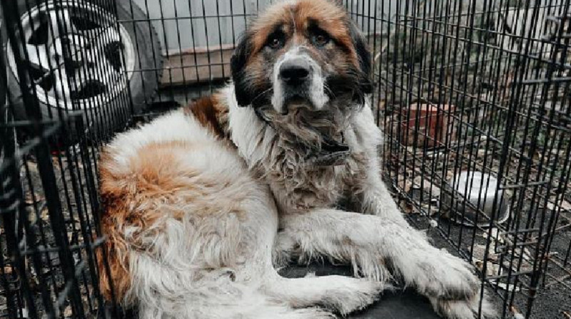 Бурятияда қаңғыбас иттерді паналаған жерінде өлтіруге рұқсат берілді