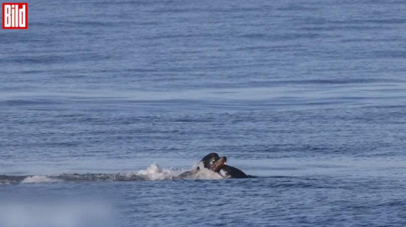 Калифорния жағалауында алып теңіз арыстаны акулаға шабуыл жасады