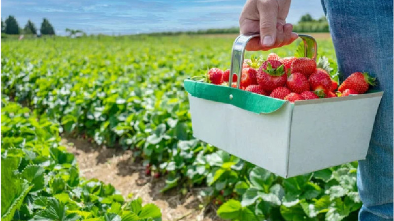 Ұлыбританияға жұмысқа баруға 4 мыңдай қазақстандық өтініш білдірген