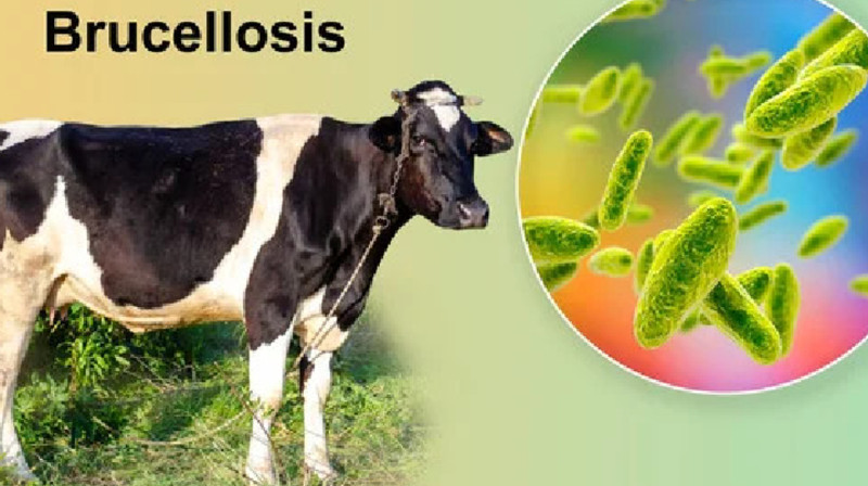 Карантин: СҚО-ның төрт ауылында бруцеллез анықталды