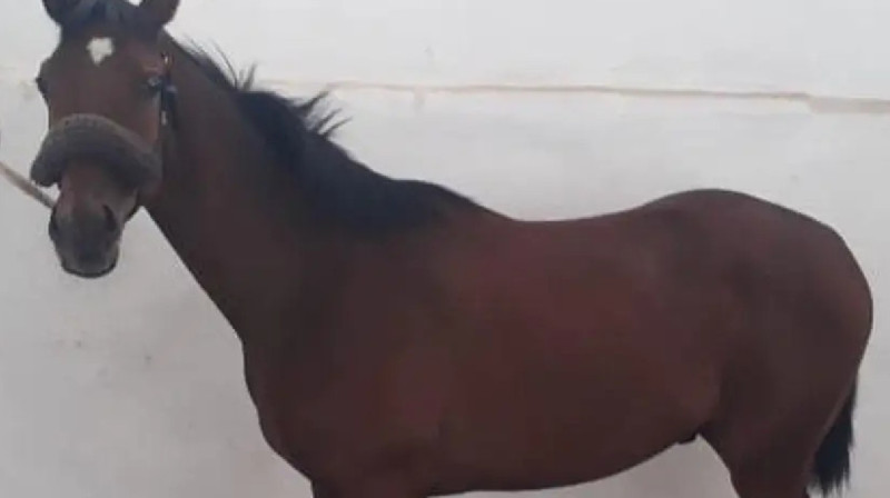 Асыл тұқымды арғымақты ұрлап, соғымға сойып алған