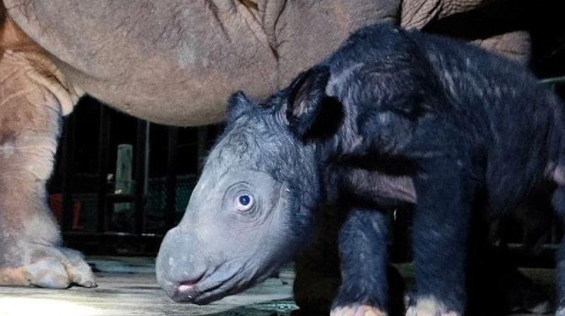 Индонезияда жойылудың алдында тұрған суматран мүйізтұмсығының баласы туды