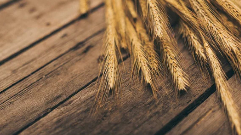 Фермерлер сапасы төмен астықтан шығынға батуы мүмкін