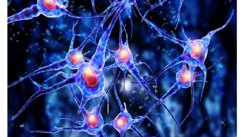 Бүлінген жүйке жасушаларын қалпына келтіретін робот жасалды