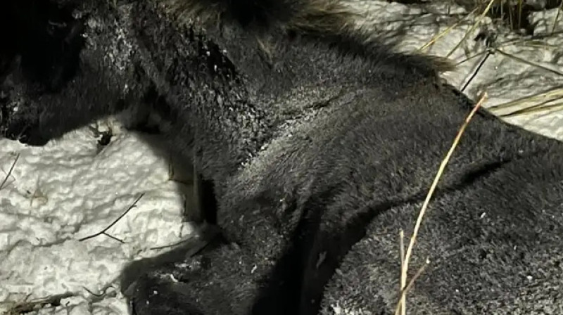 Жүк пойызы жайылып жүрген 7 жылқыны қағып кетті