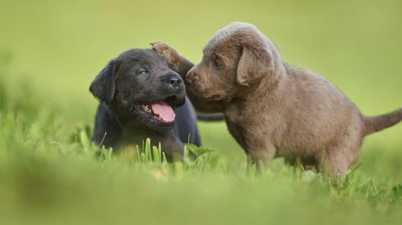 Еуроодақ мысықтар мен иттерді қорғауды күшейтеді