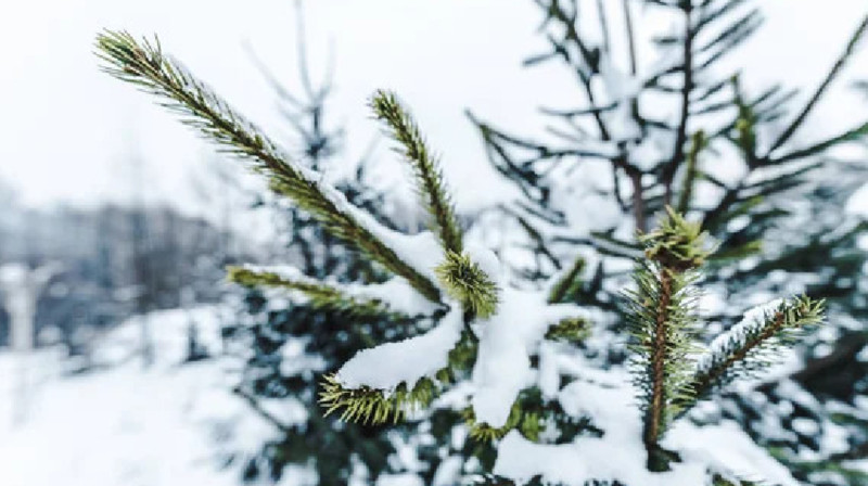 Бірінші ауысымдағы Астана оқушылары қашықтан оқиды