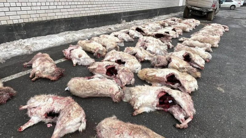 «Бәрін бауыздап тастаған». Заңсыз киік атқандар ұсталды