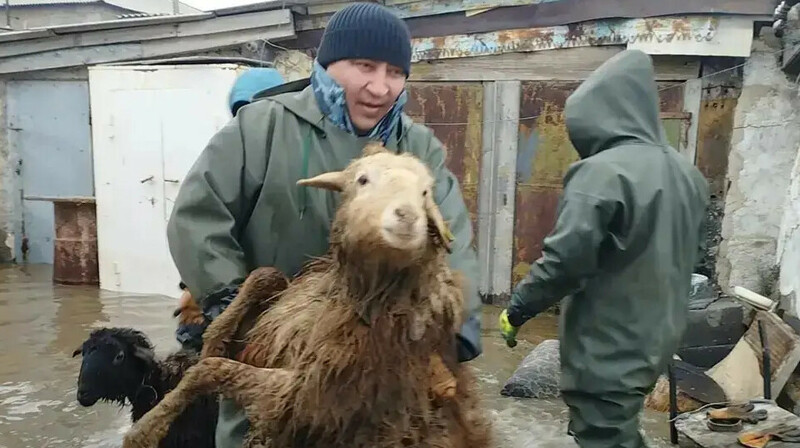 Тасқын судан қырылған құжатсыз мал шығыны қалай өтеледі