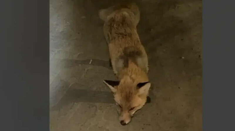 Қостанай облысында жабайы түлкілер адамдарға шабуылдай бастаған