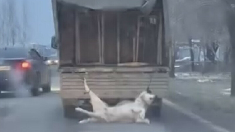 Таразда итті жүк көлігіне байлап сүйреген жүргізуші ұсталды