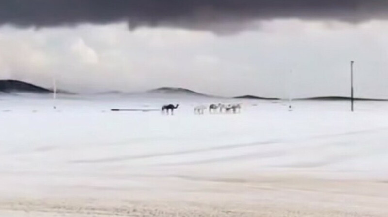 Сауд Арабиясында қар жауды