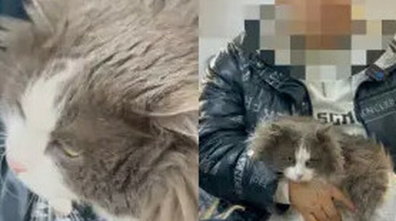 Жетісу облысында әйел мысықты кір жуғыш машинаға салған