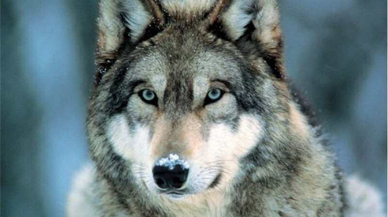 Биыл қасқырды атуға қандай жағдайда рұқсат беріледі?