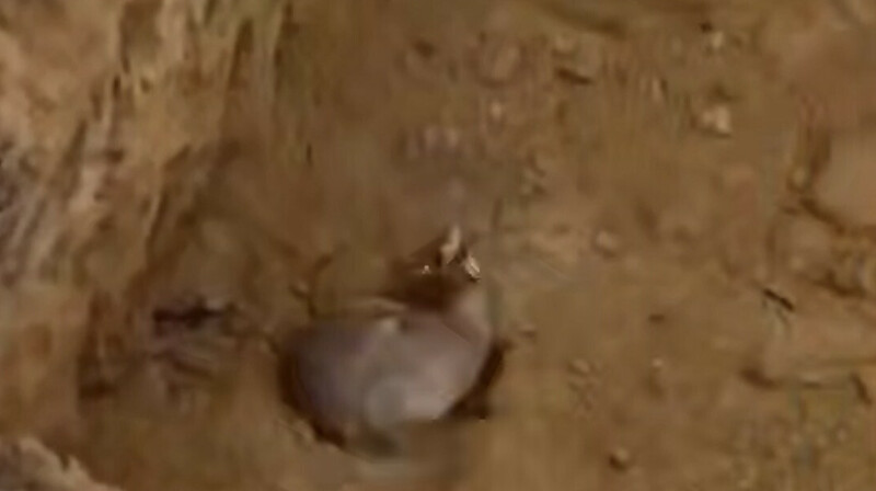 Ақмола облысында жұмысшылар борсықтарды аяусыз өлтірген