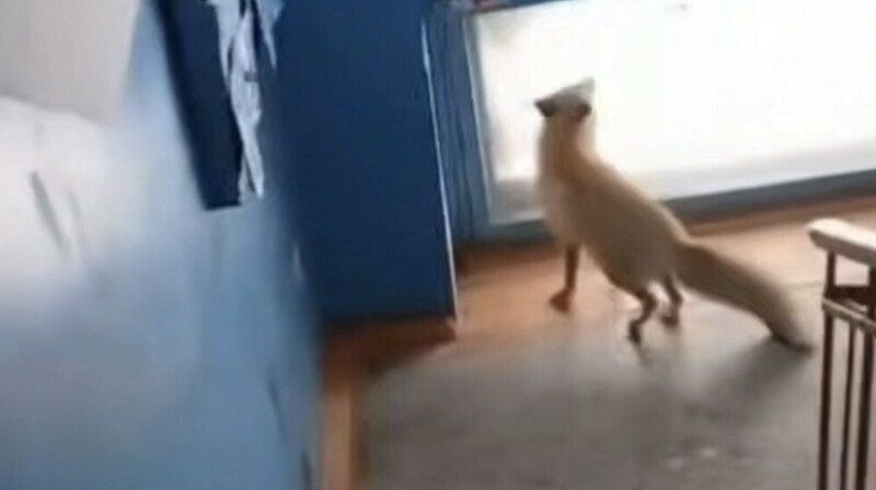 Рудный қаласындағы көпқабатты тұрғын үйге кіріп кеткен түлкі өліп қалды