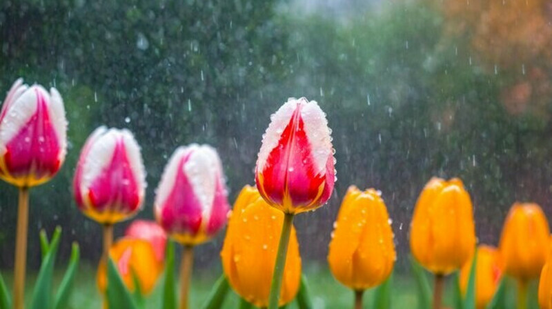 Бүгінгі ауа райы болжамы қандай болады?