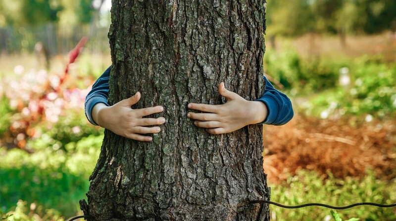 Солтүстік Қазақстан облысында ағаш өңдеу зауыты салынады