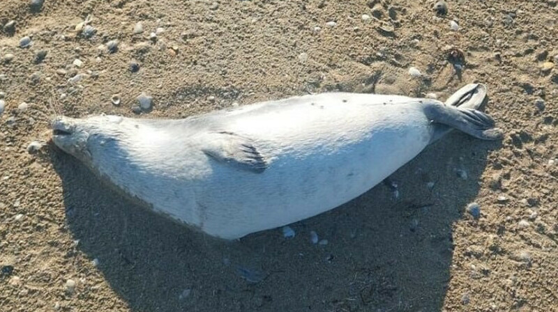 Каспий жағалауынан 200-ге жуық өлі итбалық табылды