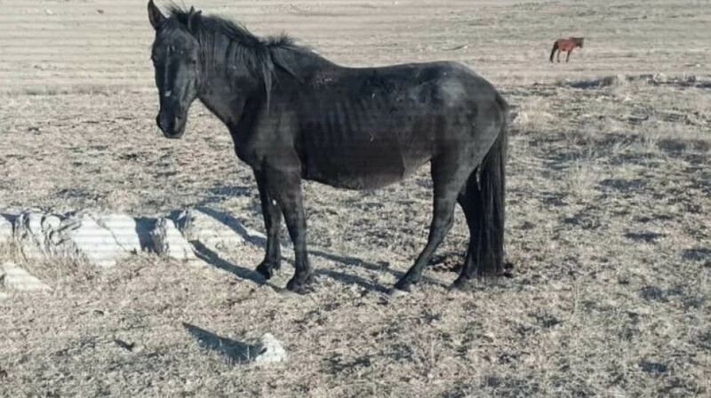 Жамбыл облысында мал ұрлығымен айналысқан екі топ ұсталды